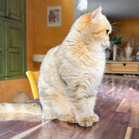 chat British Shorthair black golden blotched tabby Fuu Chatterie Nekobaa black golden blotched tabby