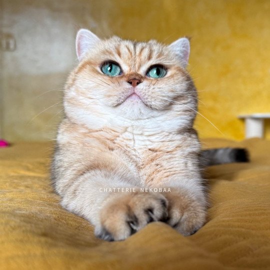 chat British Shorthair black golden blotched tabby Fuu Chatterie Nekobaa black golden blotched tabby