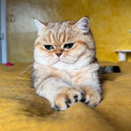 chat British Shorthair black golden blotched tabby Fuu Chatterie Nekobaa black golden blotched tabby