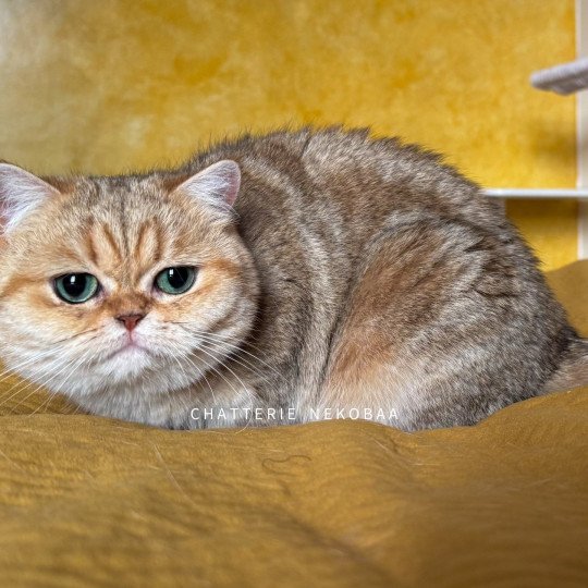 chat British Shorthair black golden blotched tabby Fuu Chatterie Nekobaa black golden blotched tabby