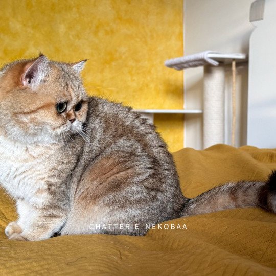 chat British Shorthair black golden blotched tabby Fuu Chatterie Nekobaa black golden blotched tabby