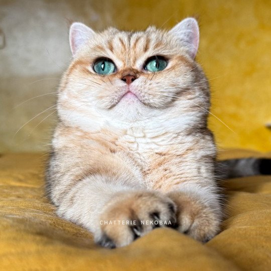 chat British Shorthair black golden blotched tabby Fuu Chatterie Nekobaa black golden blotched tabby