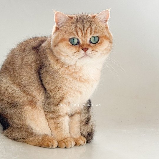 chat British Shorthair black golden blotched tabby Fuu Chatterie Nekobaa black golden blotched tabby
