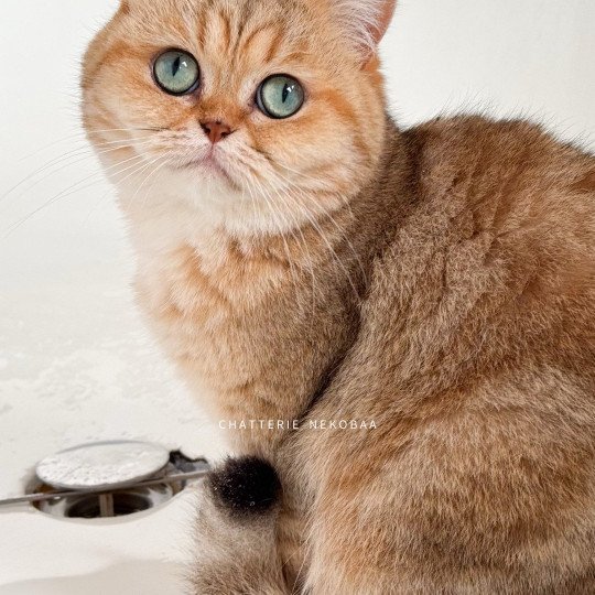 chat British Shorthair black golden blotched tabby Fuu Chatterie Nekobaa black golden blotched tabby