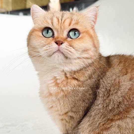 chat British Shorthair black golden blotched tabby Fuu Chatterie Nekobaa black golden blotched tabby