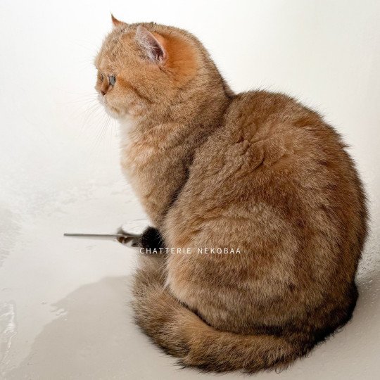 chat British Shorthair black golden blotched tabby Fuu Chatterie Nekobaa black golden blotched tabby