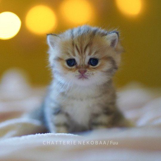 chaton British Shorthair brown (black golden) blotched tabby Fuu Chatterie Nekobaa black golden blotched tabby