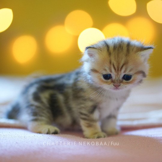 chaton British Shorthair brown (black golden) blotched tabby Fuu Chatterie Nekobaa black golden blotched tabby