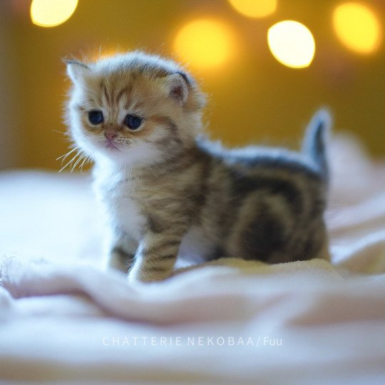 chaton British Shorthair brown (black golden) blotched tabby Fuu Chatterie Nekobaa black golden blotched tabby