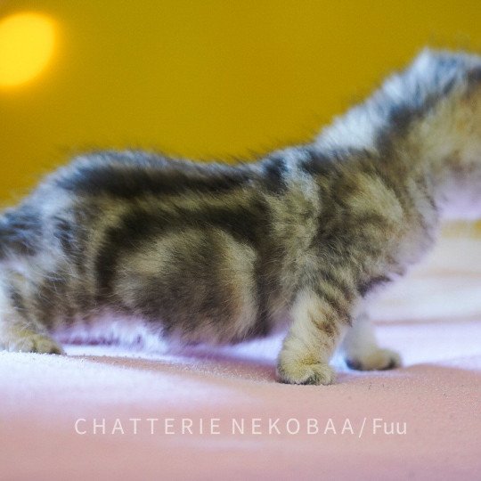 chaton British Shorthair brown (black golden) blotched tabby Fuu Chatterie Nekobaa black golden blotched tabby