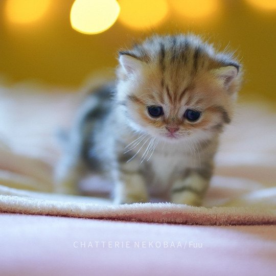 chaton British Shorthair brown (black golden) blotched tabby Fuu Chatterie Nekobaa black golden blotched tabby