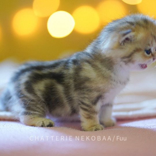 chaton British Shorthair brown (black golden) blotched tabby Fuu Chatterie Nekobaa black golden blotched tabby