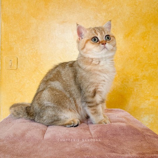 chat British Shorthair black golden blotched tabby To Fuu Chatterie Nekobaa black golden blotched tabby