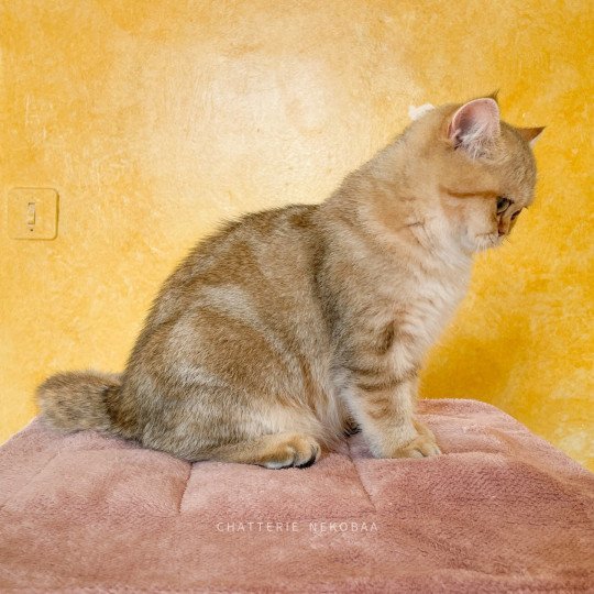 chat British Shorthair black golden blotched tabby To Fuu Chatterie Nekobaa black golden blotched tabby