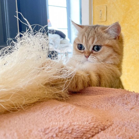 chat British Shorthair black golden blotched tabby To Fuu Chatterie Nekobaa black golden blotched tabby