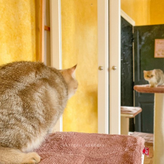 chat British Shorthair black golden blotched tabby To Fuu Chatterie Nekobaa black golden blotched tabby