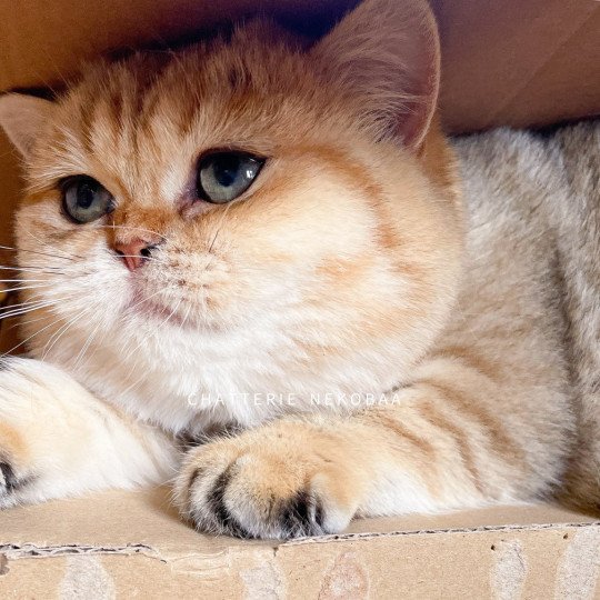 chat British Shorthair black golden blotched tabby Fuu Chatterie Nekobaa black golden blotched tabby