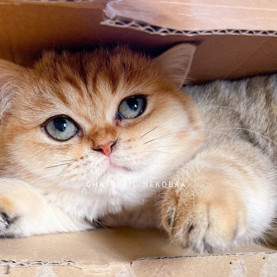 chat British Shorthair black golden blotched tabby Fuu Chatterie Nekobaa black golden blotched tabby