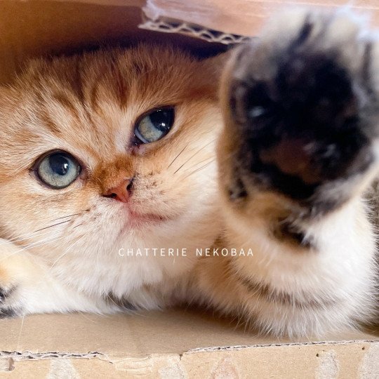 chat British Shorthair black golden blotched tabby Fuu Chatterie Nekobaa black golden blotched tabby