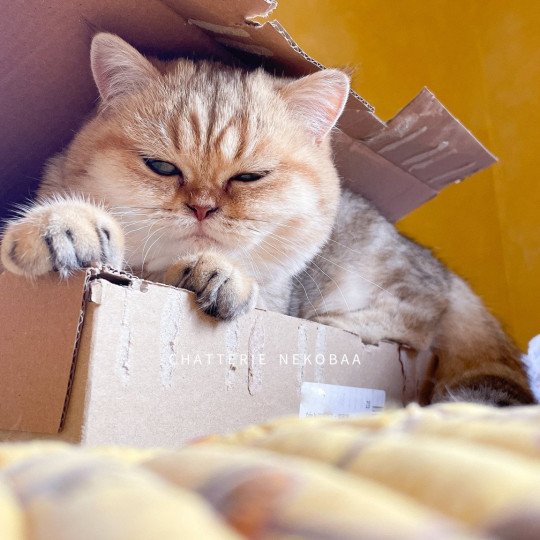 chat British Shorthair black golden blotched tabby Fuu Chatterie Nekobaa black golden blotched tabby