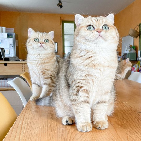 chat British Shorthair black golden blotched tabby Fuu Chatterie Nekobaa black golden blotched tabby