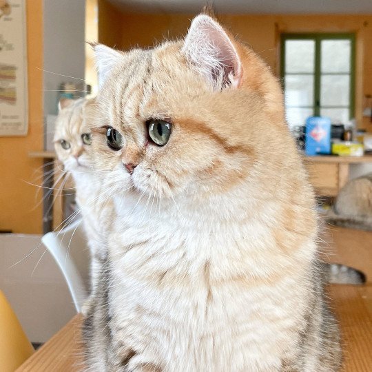 chat British Shorthair black golden blotched tabby Fuu Chatterie Nekobaa black golden blotched tabby