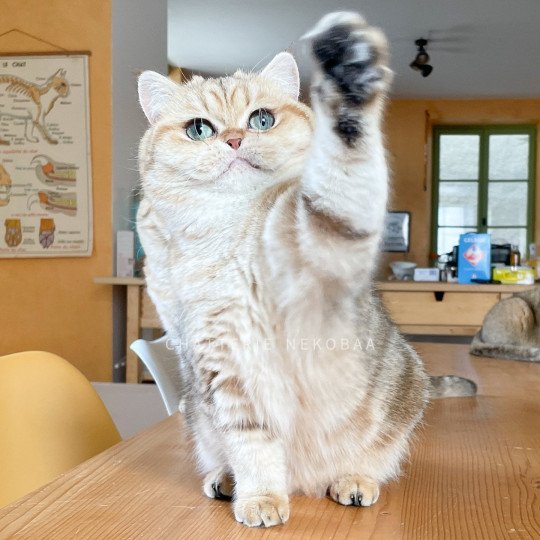 chat British Shorthair black golden blotched tabby Fuu Chatterie Nekobaa black golden blotched tabby