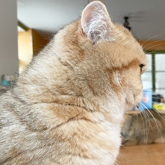 chat British Shorthair black golden blotched tabby Fuu Chatterie Nekobaa black golden blotched tabby