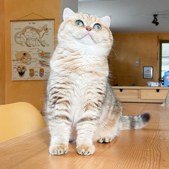 chat British Shorthair black golden blotched tabby Fuu Chatterie Nekobaa black golden blotched tabby