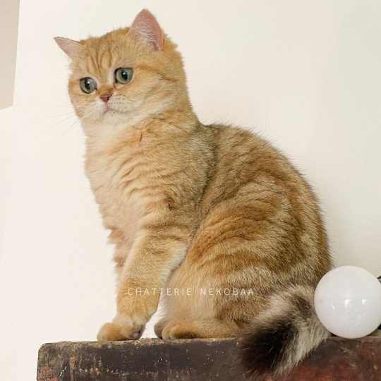 chat British Shorthair black golden blotched tabby Fuu Chatterie Nekobaa black golden blotched tabby