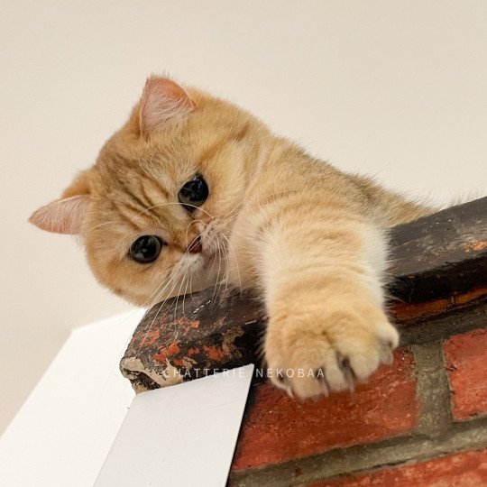 chat British Shorthair black golden blotched tabby Fuu Chatterie Nekobaa black golden blotched tabby