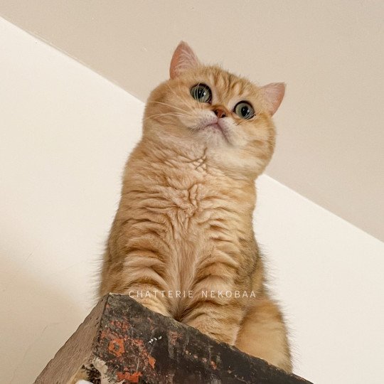 chat British Shorthair black golden blotched tabby Fuu Chatterie Nekobaa black golden blotched tabby