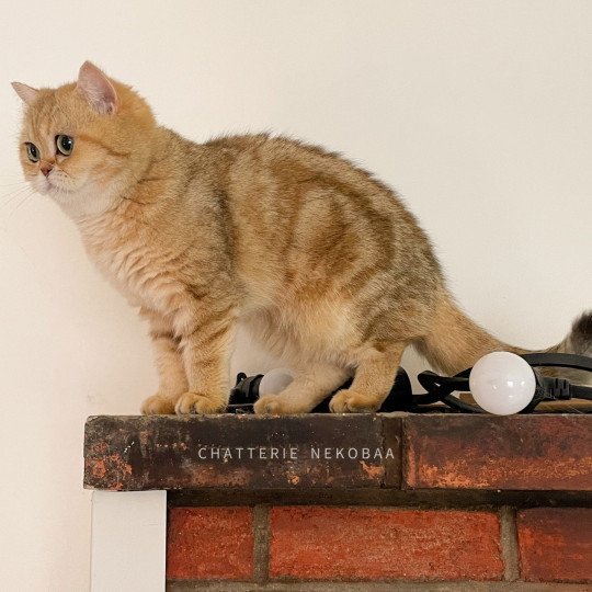chat British Shorthair black golden blotched tabby Fuu Chatterie Nekobaa black golden blotched tabby
