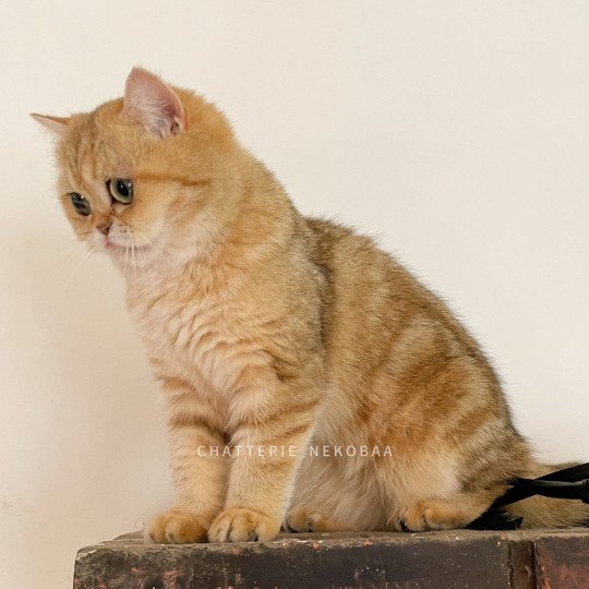 chat British Shorthair black golden blotched tabby Fuu Chatterie Nekobaa black golden blotched tabby