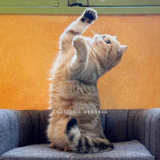 chat British Shorthair black golden blotched tabby Fuu Chatterie Nekobaa black golden blotched tabby