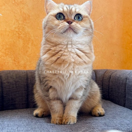 chat British Shorthair black golden blotched tabby Fuu Chatterie Nekobaa black golden blotched tabby