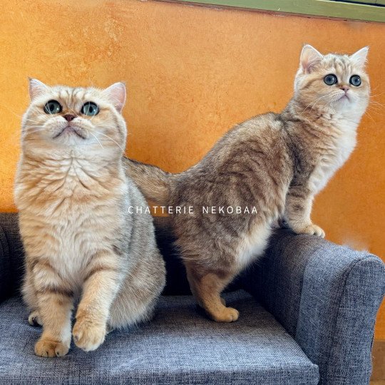 chat British Shorthair black golden blotched tabby Fuu Chatterie Nekobaa black golden blotched tabby