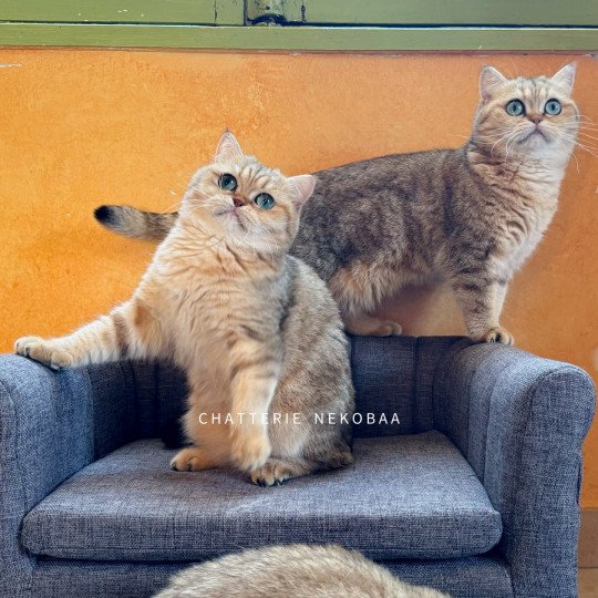 chat British Shorthair black golden blotched tabby Fuu Chatterie Nekobaa black golden blotched tabby