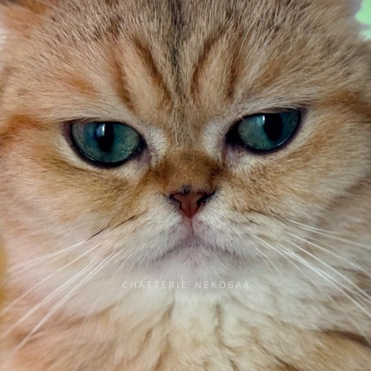 chat British Shorthair black golden blotched tabby Fuu Chatterie Nekobaa black golden blotched tabby