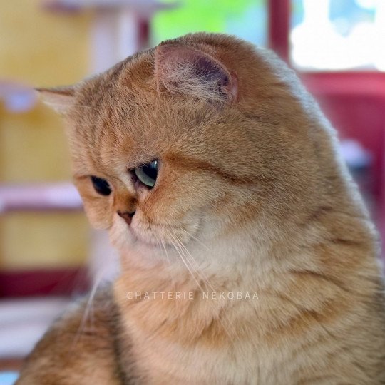 chat British Shorthair black golden blotched tabby Fuu Chatterie Nekobaa black golden blotched tabby