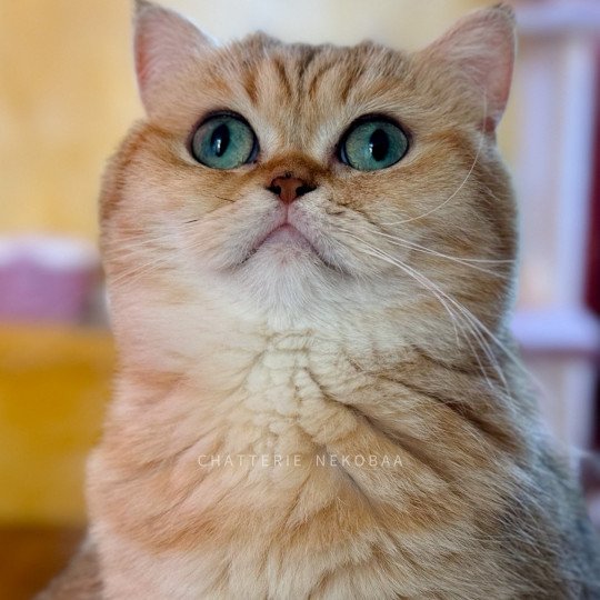 chat British Shorthair black golden blotched tabby Fuu Chatterie Nekobaa black golden blotched tabby