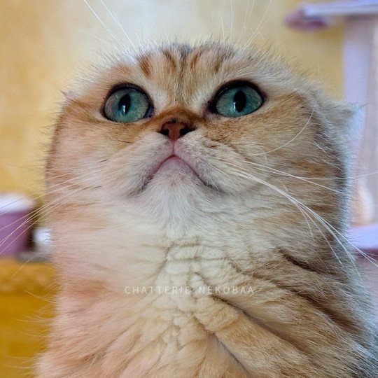 chat British Shorthair black golden blotched tabby Fuu Chatterie Nekobaa black golden blotched tabby