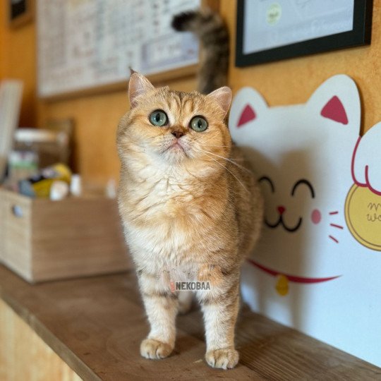 chat British Shorthair black golden blotched tabby Fuu Chatterie Nekobaa black golden blotched tabby