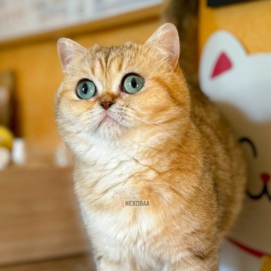 chat British Shorthair black golden blotched tabby Fuu Chatterie Nekobaa black golden blotched tabby