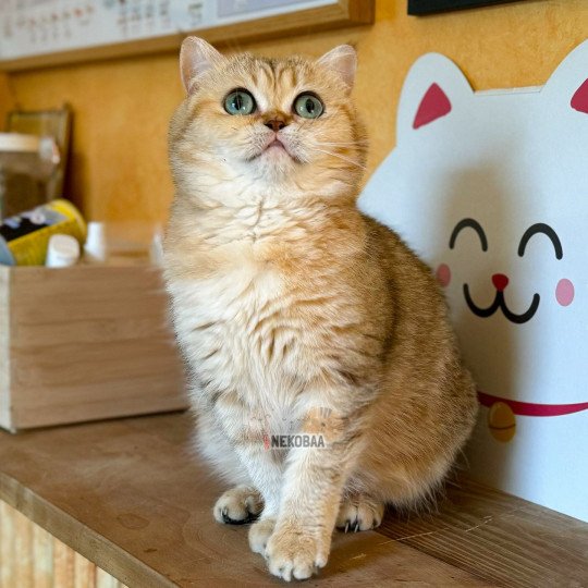 chat British Shorthair black golden blotched tabby Fuu Chatterie Nekobaa black golden blotched tabby