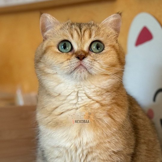 chat British Shorthair black golden blotched tabby Fuu Chatterie Nekobaa black golden blotched tabby