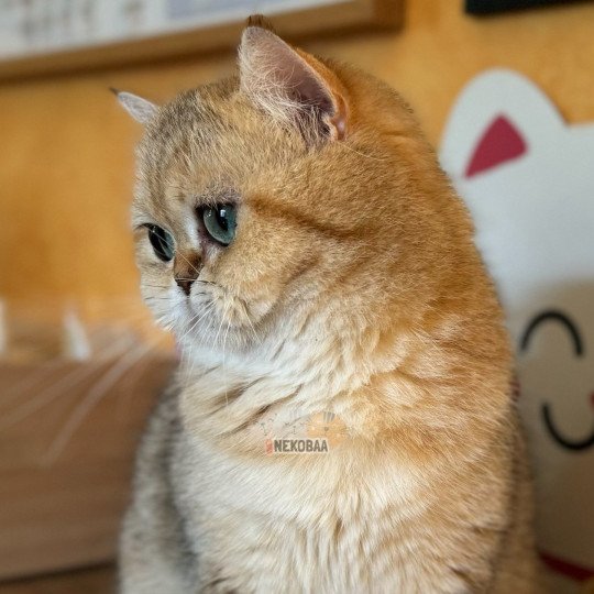 chat British Shorthair black golden blotched tabby Fuu Chatterie Nekobaa black golden blotched tabby