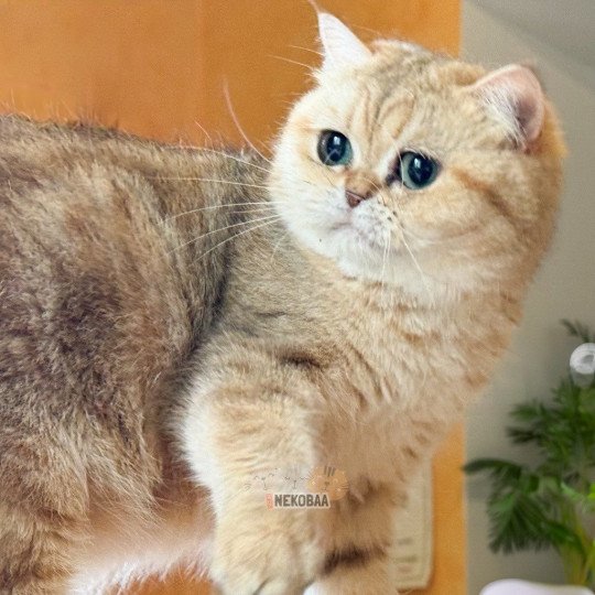 chat British Shorthair black golden blotched tabby Fuu Chatterie Nekobaa black golden blotched tabby