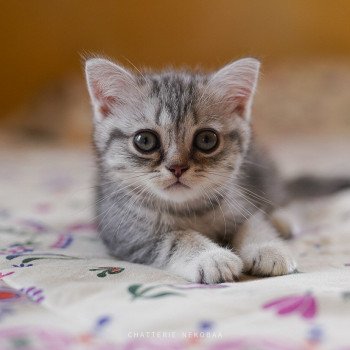 Chats Poils Court Chat Et Chaton Com