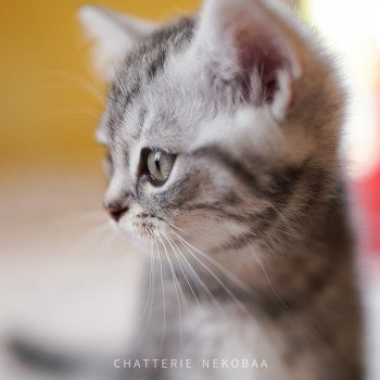 Chats Poils Court Chat Et Chaton Com